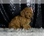 Small #4 Goldendoodle (Miniature)