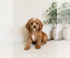 Cavapoo (Miniature) Puppy for sale in INDIANAPOLIS, IN, USA