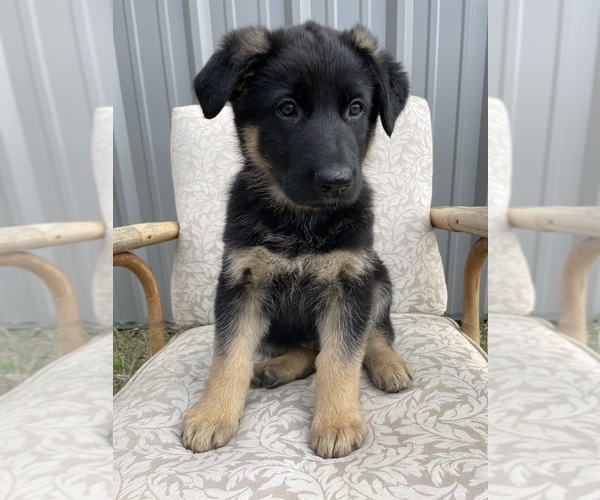 Medium Photo #10 German Shepherd Dog Puppy For Sale in BERRY, AL, USA