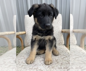 Medium German Shepherd Dog