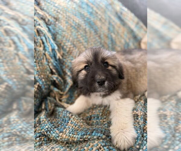 Medium Photo #4 Anatolian Pyrenees Puppy For Sale in MIDWAY, UT, USA
