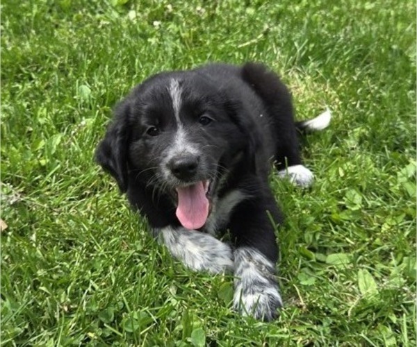 Medium Photo #1 Border Collie-German Shorthaired Pointer Mix Puppy For Sale in RICHLAND CENTER, WI, USA