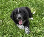 Puppy Runty Border Collie-German Shorthaired Pointer Mix