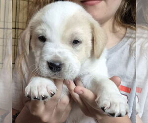 Labrador Retriever-Unknown Mix Dogs for adoption in The Woodlands, TX, USA