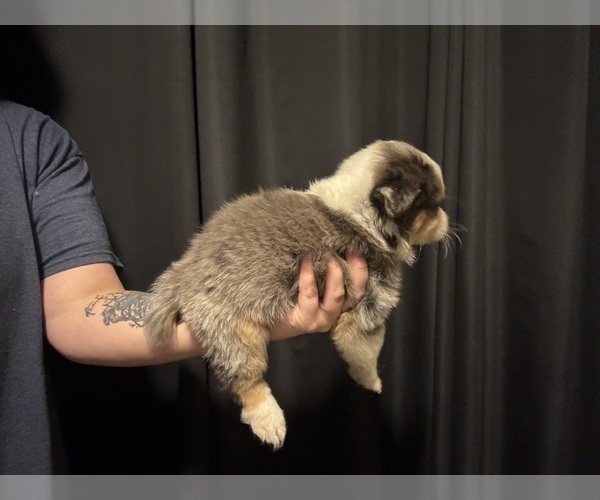 Medium Photo #6 Australian Shepherd Puppy For Sale in ORLANDO, FL, USA