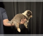 Small #5 Australian Shepherd