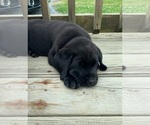 Small #3 Labrador Retriever