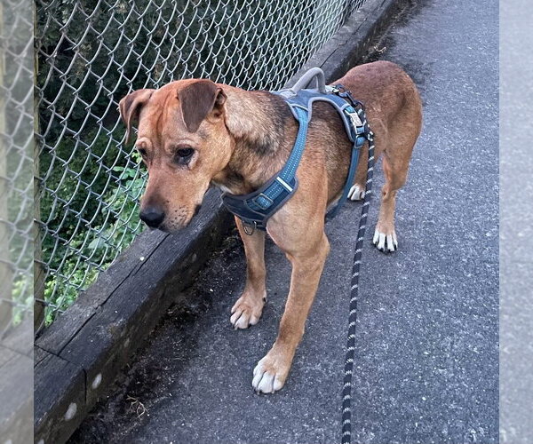 Medium Photo #2 Mutt Puppy For Sale in Bellingham, WA, USA