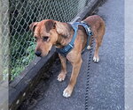 Small #1 Mutt