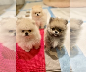 Pomeranian Puppy for sale in BRICK, NJ, USA