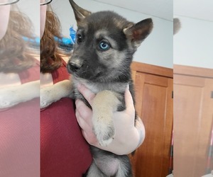 Alaskan Husky-German Shepherd Dog Mix Puppy for sale in AINSWORTH, IA, USA