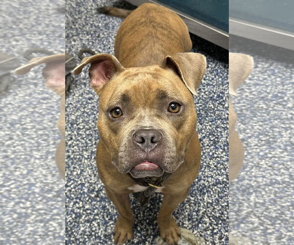 Medium Photo #5 American Pit Bull Terrier Puppy For Sale in Jackson , NJ, USA