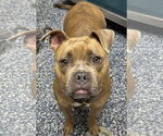 Small #4 American Pit Bull Terrier