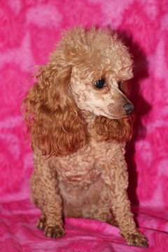 Medium Photo #1 Poodle (Toy) Puppy For Sale in GRAY, LA, USA