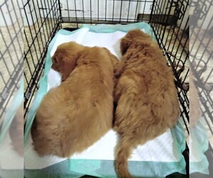 Goldendoodle Puppy for sale in RHINE, GA, USA