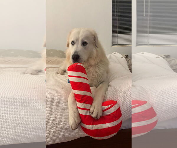 Medium Photo #1 Great Pyrenees Puppy For Sale in Bountiful, UT, USA