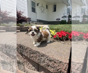 Shih Tzu Puppy for sale in TOPEKA, IN, USA