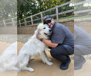 Great Pyrenees-Unknown Mix Dogs for adoption in Thomasville, NC, USA