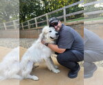 Small Great Pyrenees Mix