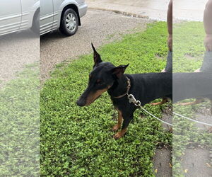 Doberman Pinscher Dogs for adoption in Buffalo, MN, USA