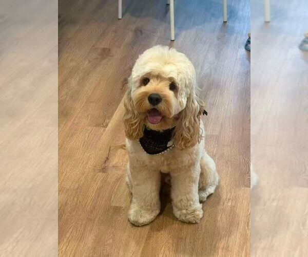 Medium Photo #12 Cockapoo (Miniature) Puppy For Sale in BUCKLEY, WA, USA