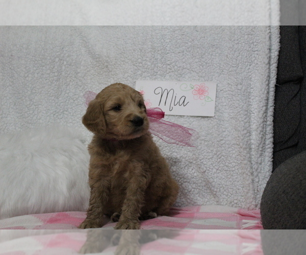 Medium Photo #3 Goldendoodle Puppy For Sale in EVART, MI, USA