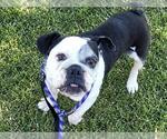 HOPE - Female Bulldog Dog for Adoption - Small photo