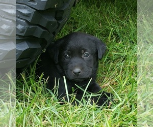 Medium Labrador Retriever