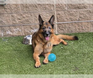 German Shepherd Dog Dogs for adoption in Derwood, MD, USA
