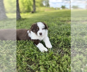 Australian Shepherd Puppy for sale in WARSAW, MO, USA