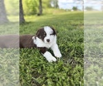 Image preview for Ad Listing. Nickname: Bonnie