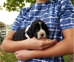 Puppy 7 English Springer Spaniel