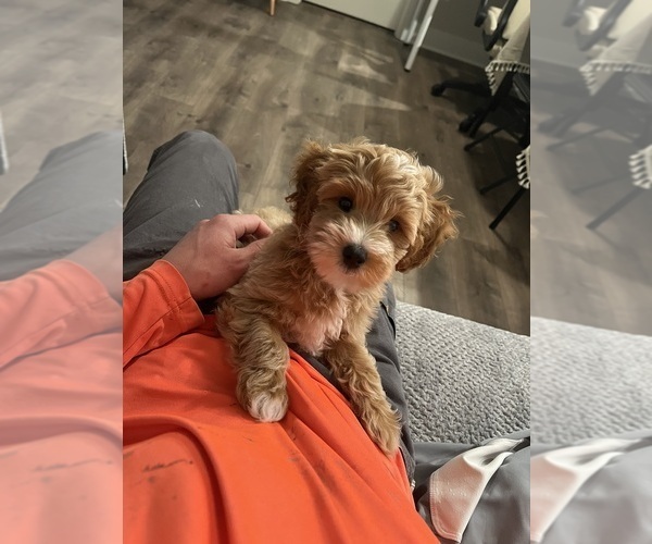 Medium Photo #3 Goldendoodle (Miniature) Puppy For Sale in CLAYTON, NC, USA
