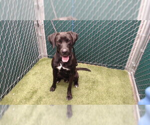 Great Dane-Unknown Mix Dogs for adoption in Downey, CA, USA