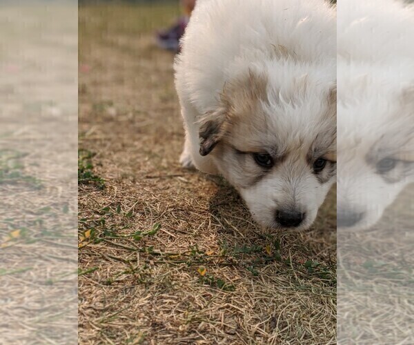 Medium Photo #9 Great Pyrenees Puppy For Sale in FALCON, CO, USA