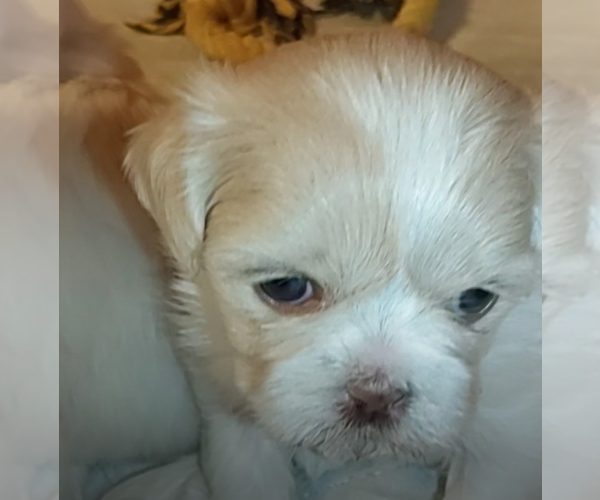 Medium Photo #4 Shih Tzu Puppy For Sale in FANNING SPGS, FL, USA
