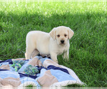 Small #2 Labrador Retriever