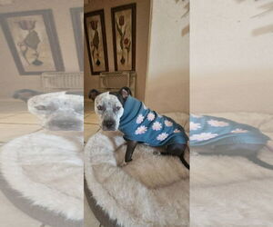 BONNIE #4 - Female American Pit Bull Terrier-Unknown Mix Dog for Adoption - Photo #4