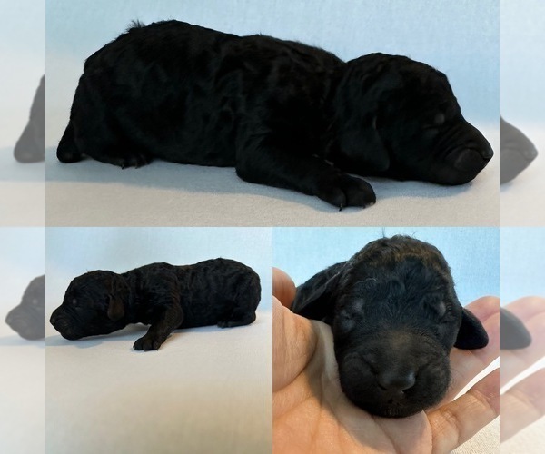 Medium Photo #4 Poodle (Standard) Puppy For Sale in BROOKER, FL, USA