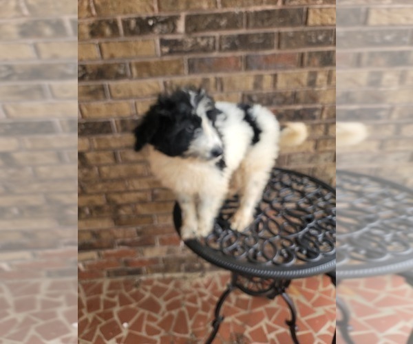 Medium Photo #7 Pyredoodle Puppy For Sale in BIRMINGHAM, AL, USA