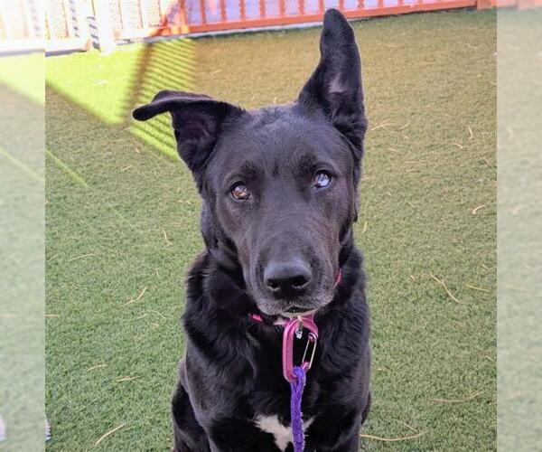 Medium Photo #1 Siberian Husky-Unknown Mix Puppy For Sale in Las Vegas, NV, USA