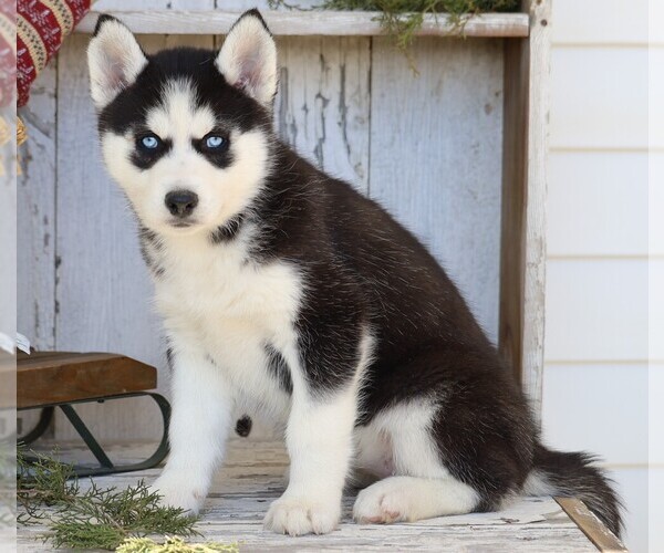 Medium Photo #1 Siberian Husky Puppy For Sale in FREDERICKSBG, OH, USA