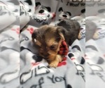Small Photo #9 Yorkshire Terrier Puppy For Sale in AKRON, OH, USA