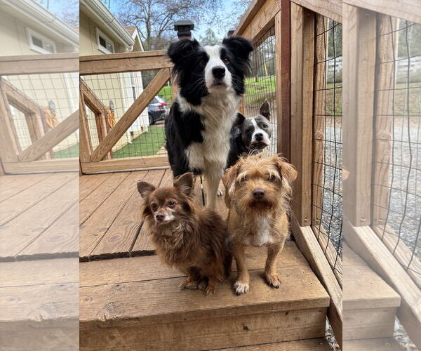 Medium Photo #3 Mutt Puppy For Sale in Milpitas, CA, USA