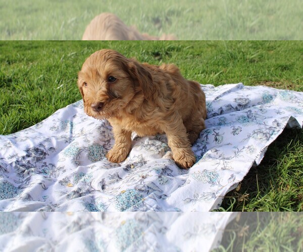 Medium Photo #2 Goldendoodle (Miniature) Puppy For Sale in BLOOMINGTON, IN, USA