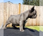 Small Photo #9 French Bulldog Puppy For Sale in GRAHAM, WA, USA