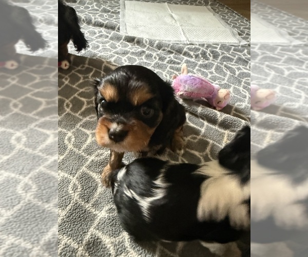 Medium Photo #1 Cavalier King Charles Spaniel Puppy For Sale in CLARKSTON, MI, USA