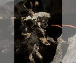 German Shepherd Dog-Siberian Husky Mix Puppy for sale in STERLING HEIGHTS, MI, USA