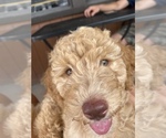 Small Photo #1 Miniature Labradoodle Puppy For Sale in NORCO, CA, USA