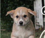 Small #2 German Shepherd Dog Mix